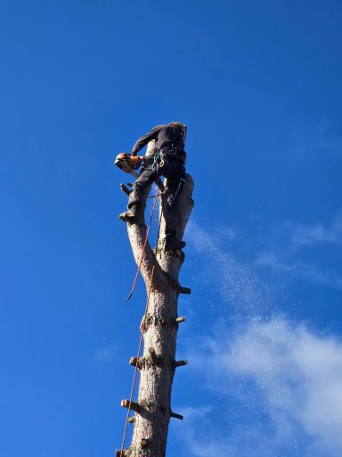 Notfall-Baumfällungen in Villingen-Schwenningen und Brigachtal