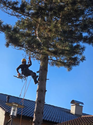 Folgen Sie uns für Tipps zur Baumpflege in Villingen-Schwenningen!