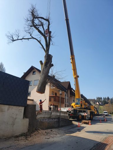 Lokale Baumpflege-Dienstleistungen in Brigachtal